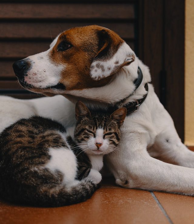 Group logo of Pet-related book club